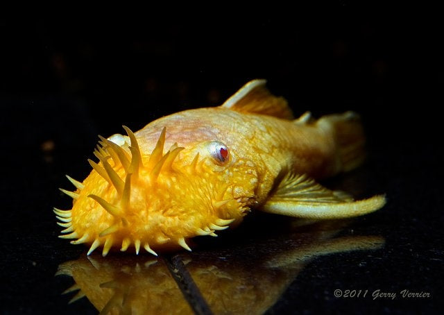 Albino Bristlenose Plecostomus  Ancistrus