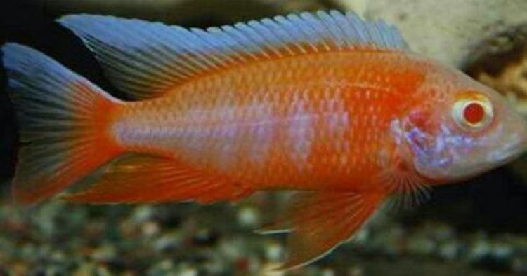 Albino Eureka Red Peacock,  Aulonocara  African Cichlid