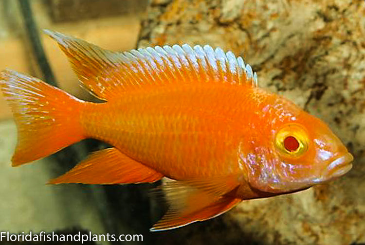 Albino Reuben Red Peacock