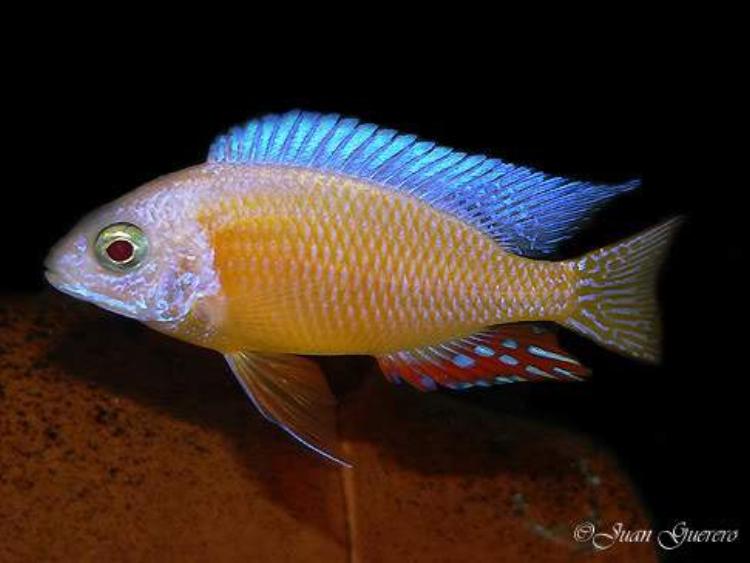 Albino Taiwan Reef