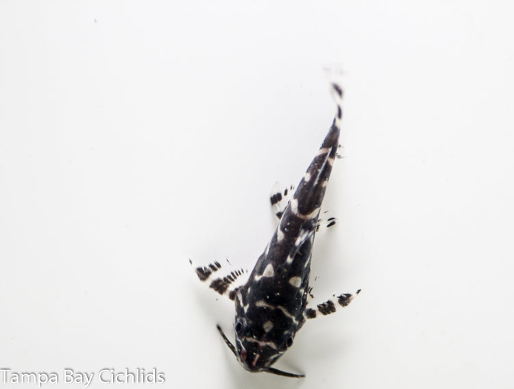 Synodontis Angelicas X Eupterus 1.0 inch