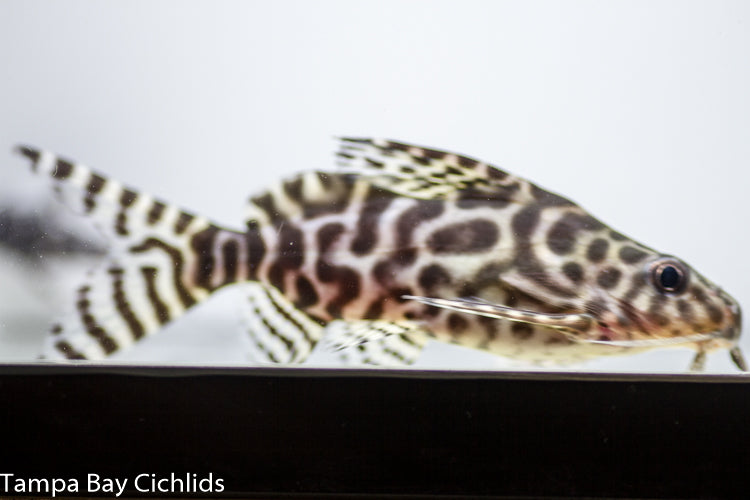 Synodontis Angelicas X Eupterus 1.0 inch