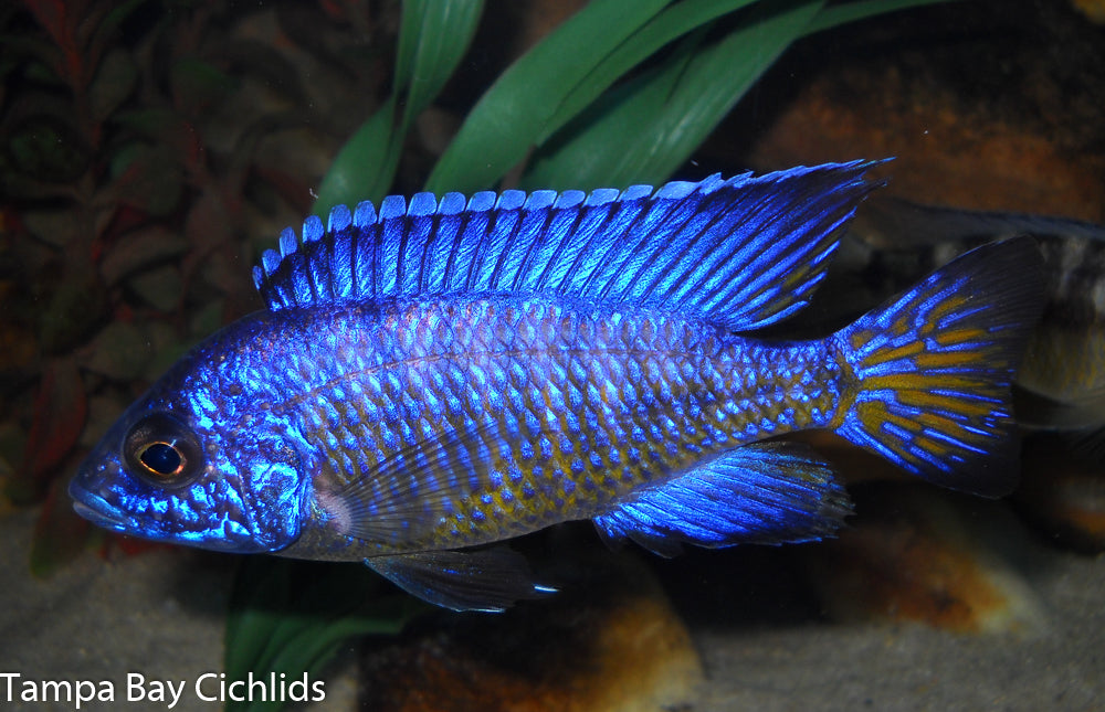 Koningsi Mbenji Peacock