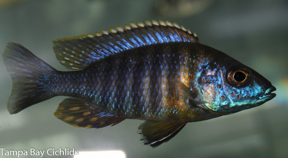 Saulosi Green face Peacock, Aulonocara Saulosi