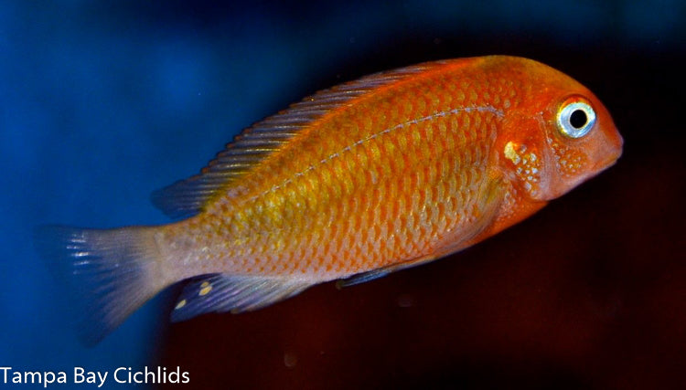 Blond Moliro Tropheus Firecracker 1.25-2.0 inch Tanganyika African Cichlid