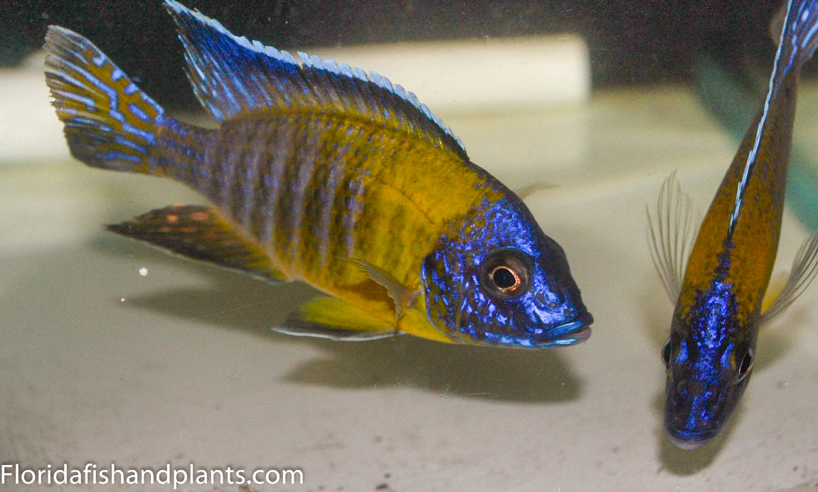 Blue Dorsal Flavescent peacock , Aulonocara Stuartgranti