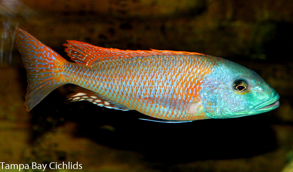 Yellow Lepturus , Buccochromis rhoadesii