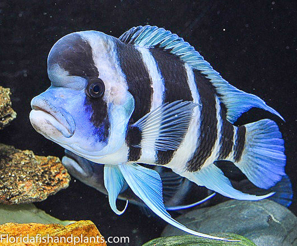 Male Frontosa Burundi, 3.25-4.0 inch Tanganyikan African Cichlid