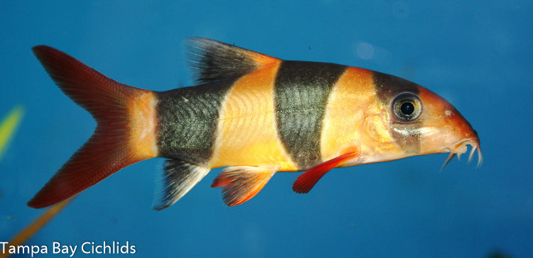 Clown Loach (Chromobotia macracanthus)