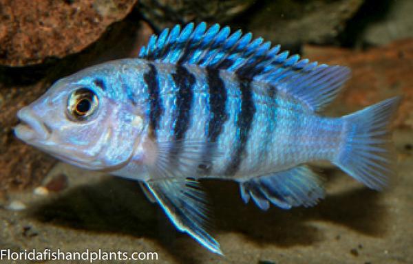 Clown Lab, Labidochromis chisumulae