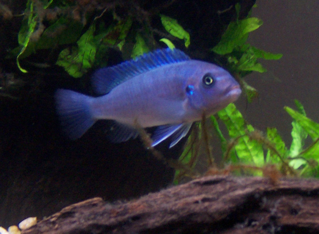 Cobalt Blue Zebra, (Maylandia callainos)