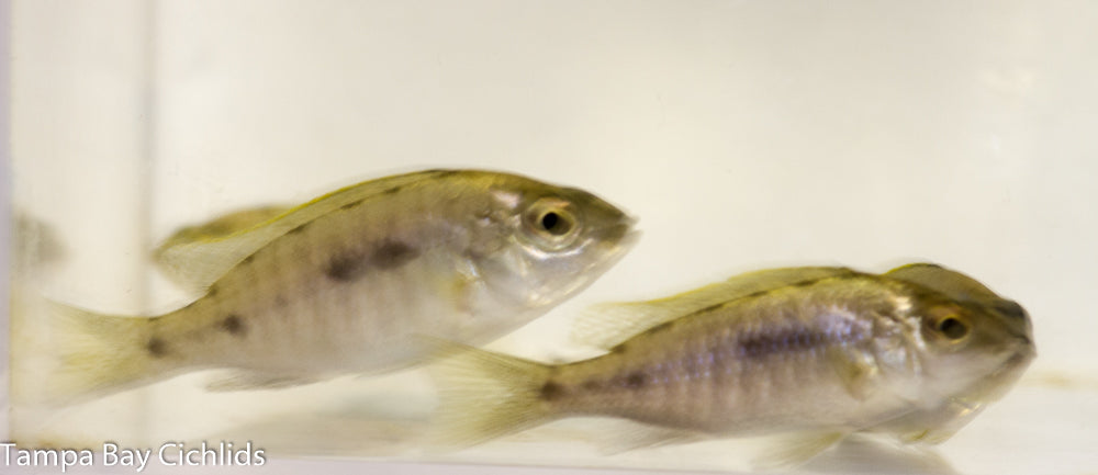 Atripinnis, Copadichromis