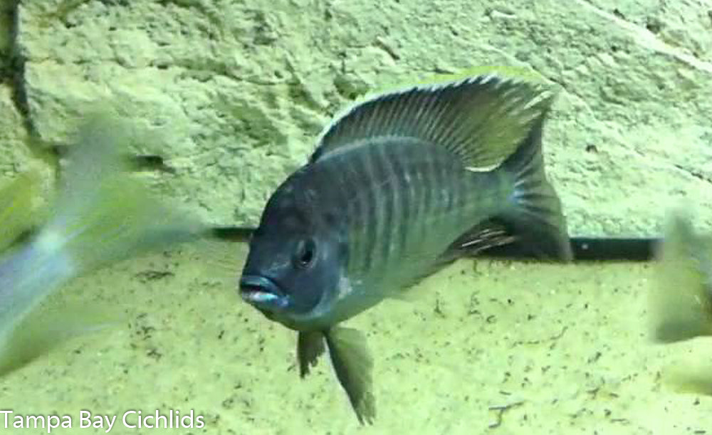 Atripinnis, Copadichromis