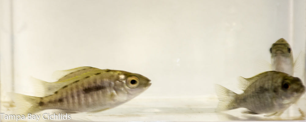 Atripinnis, Copadichromis