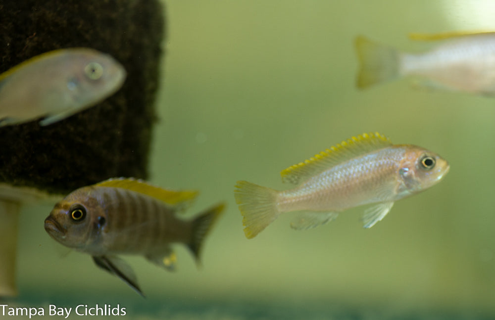 Aurifrons afra (Yellowhead) ,Cynotilapia mbamba luwino reef