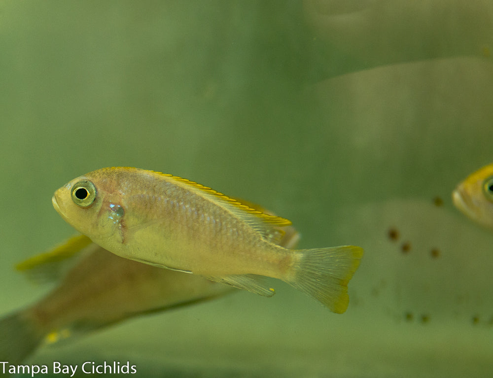 Aurifrons afra (Yellowhead) ,Cynotilapia mbamba luwino reef