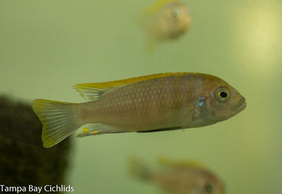 Aurifrons afra (Yellowhead) ,Cynotilapia mbamba luwino reef