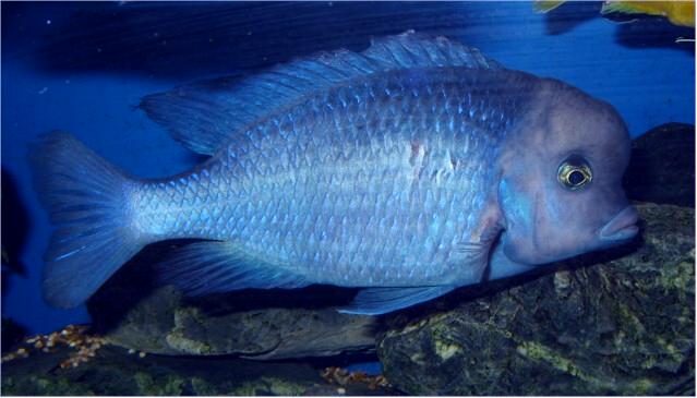 Blue Dolphin Moorii (Cyrtocara Moorii) Malawi African cichlid