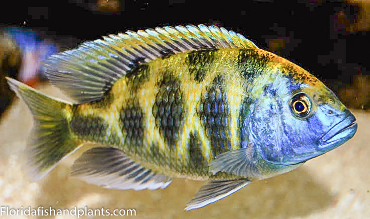 Venustus ,Nimbochromis