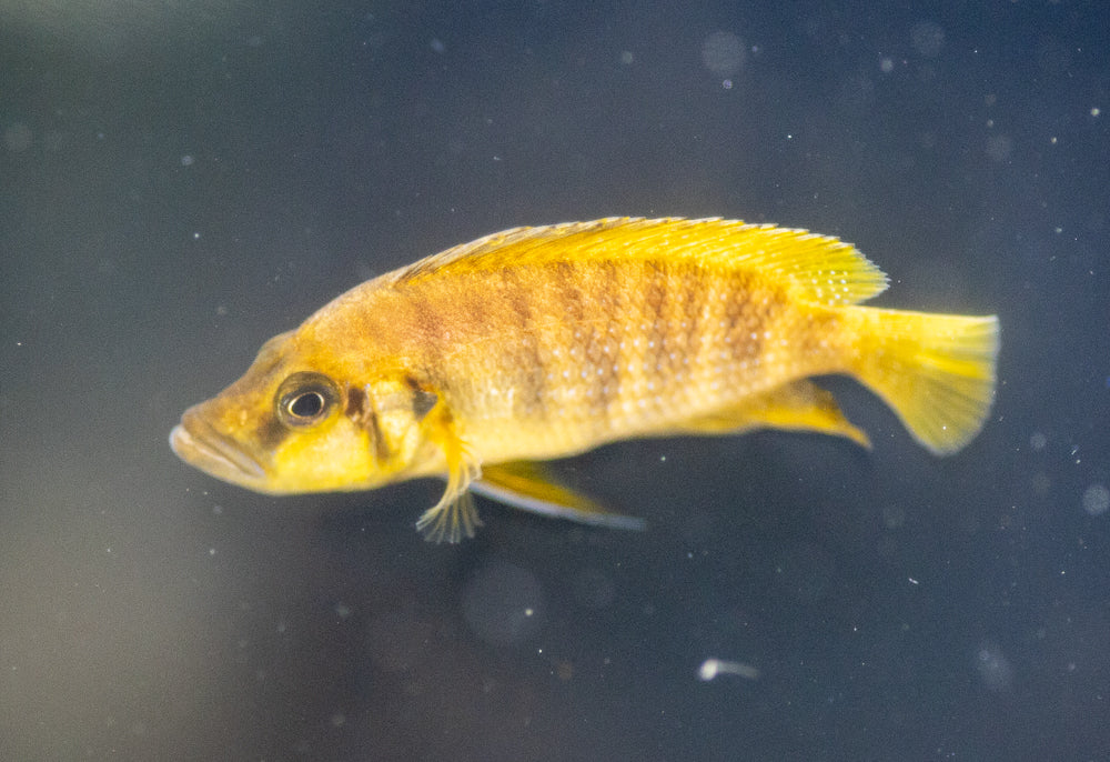 Gold Head Altolamprologus compressicep 1.25-1.5 inch