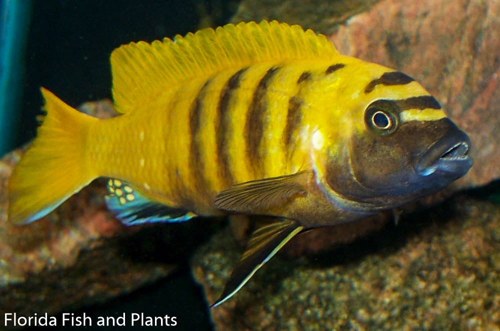 Kawanga Gold,  Metriaclima sp. "Gold" Kawanga