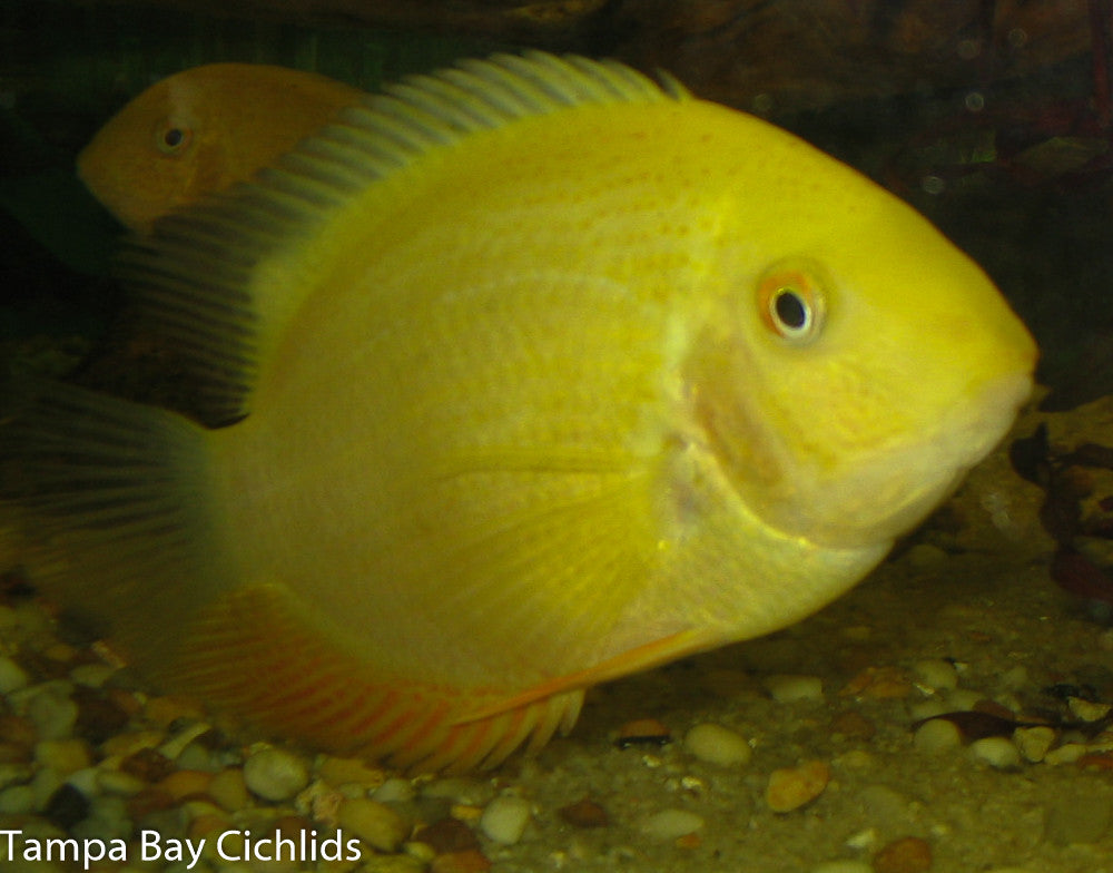 Gold Severum 1.25-2.0 inch