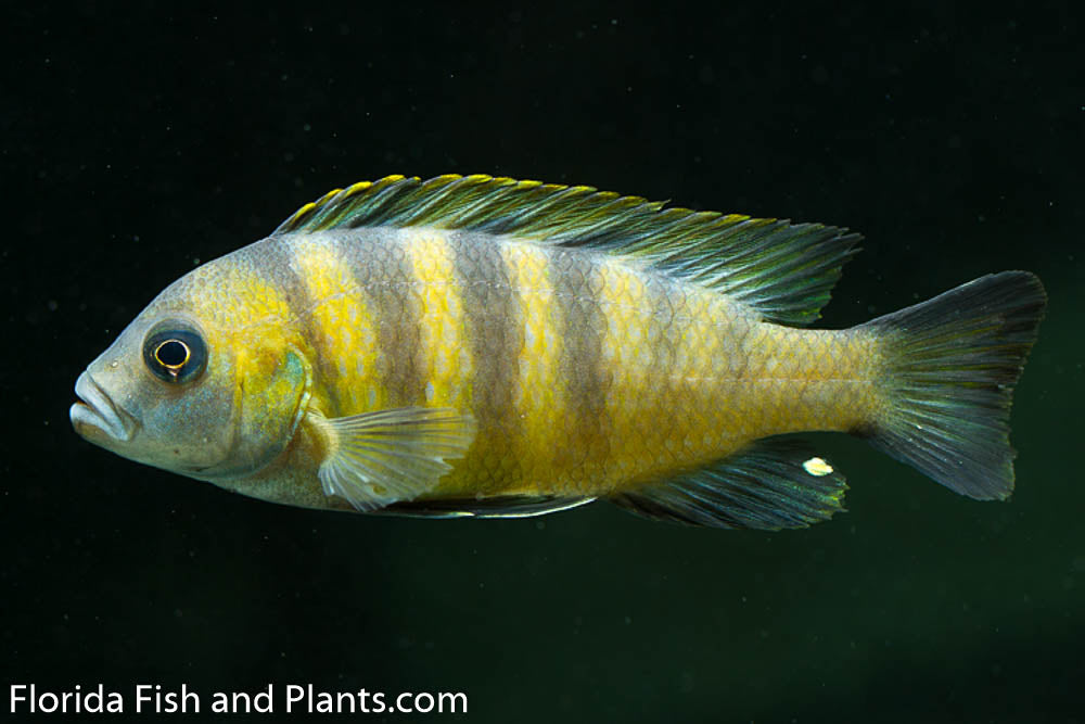 Green afra, Metriaclima sp. "Mbweca"