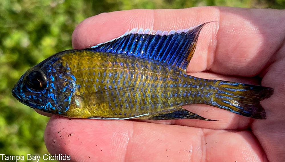 Hai Reef Flavescent,  Aulonocara Stuartgranti