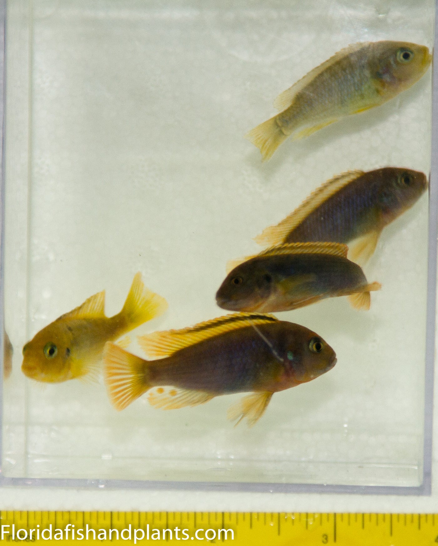 Rusty Cichlid, Iodotropheus sprengerae