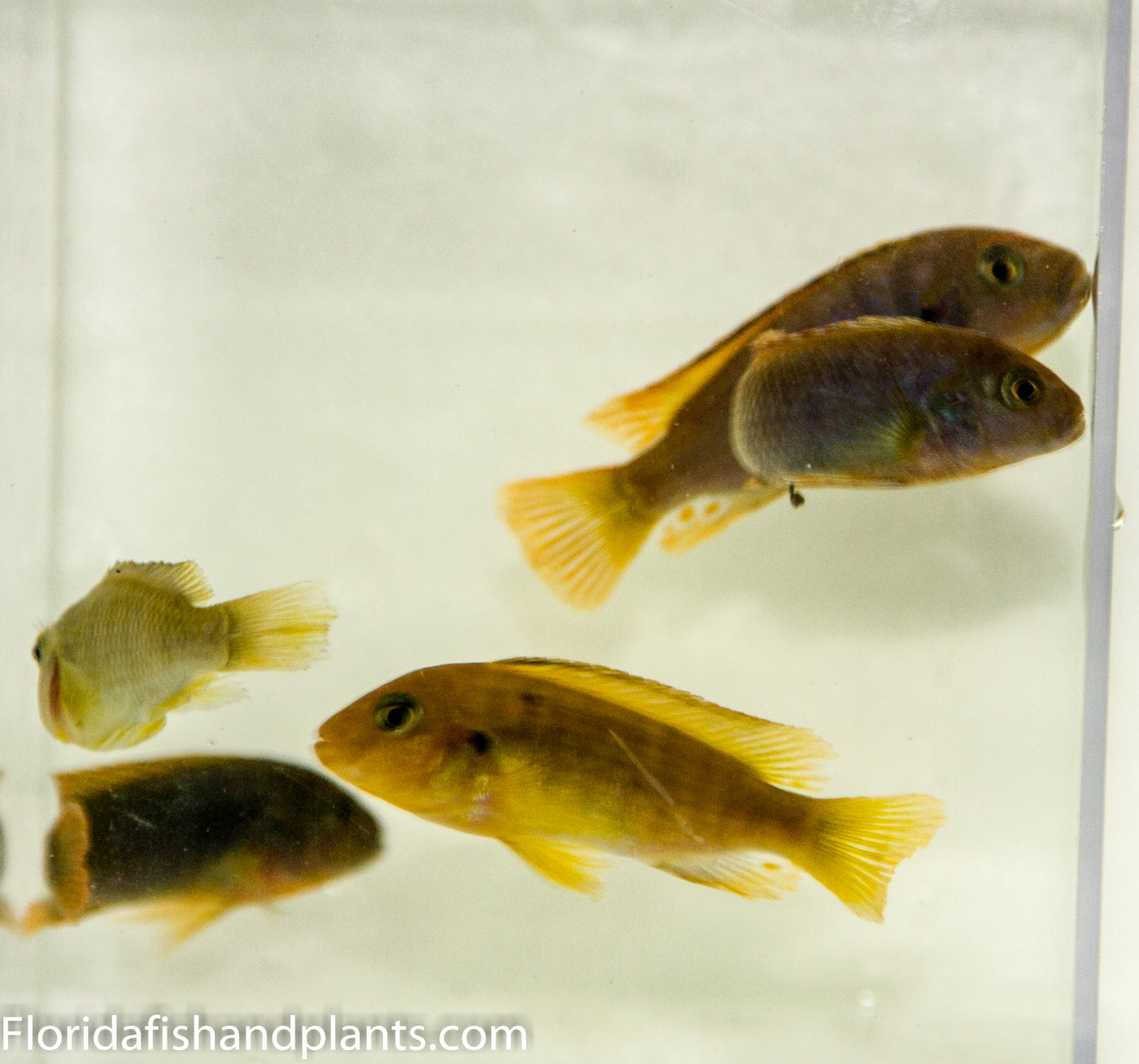 Rusty Cichlid, Iodotropheus sprengerae