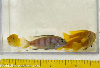 Pseudotropheus saulosi