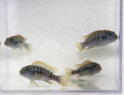 Red Top Ndumbi, Pseudotropheus sp. perspicax "Orange Cap"