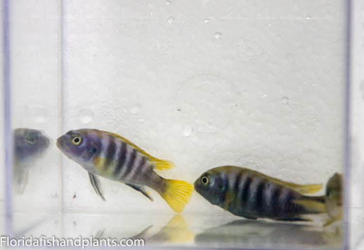 Yellow fin Mbamba, Labidochromis sp. "Mbamba"