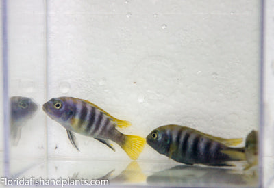 Yellow fin Mbamba, Labidochromis sp. "Mbamba"