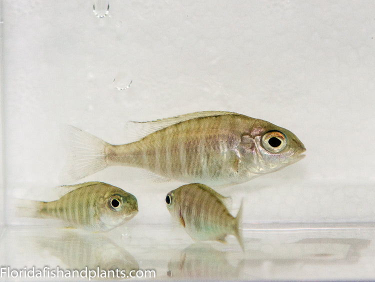 Mbawa Black Fin, Lethrinops sp.  Haplochromide, African Cichlid