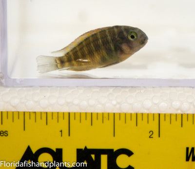 Chimba Tropheus 1.0 inch