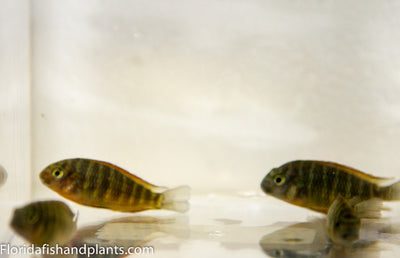 Chimba Tropheus 1.0 inch