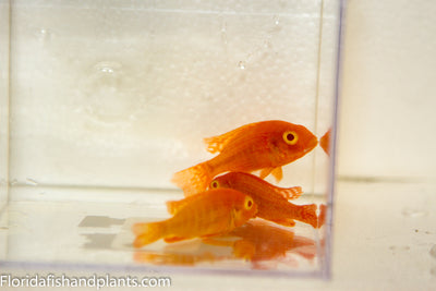 Albino Strawberry Peacock Aulonocara  African Cichlid