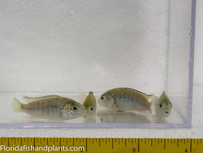 White Lab, Labidochromis careuleus Nkhata Bay