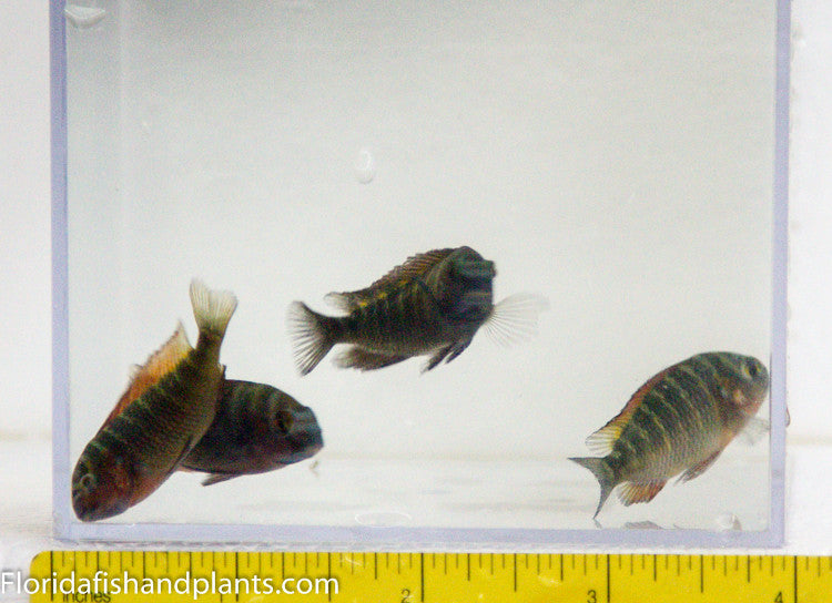 Moliro Tropheus (Firecracker) 3.25-4.0 inch Tanganyika African Cichlid