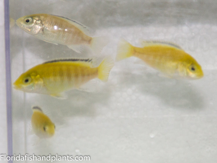 Yellow Lab, Labidochromis caeruleus Lions Cove