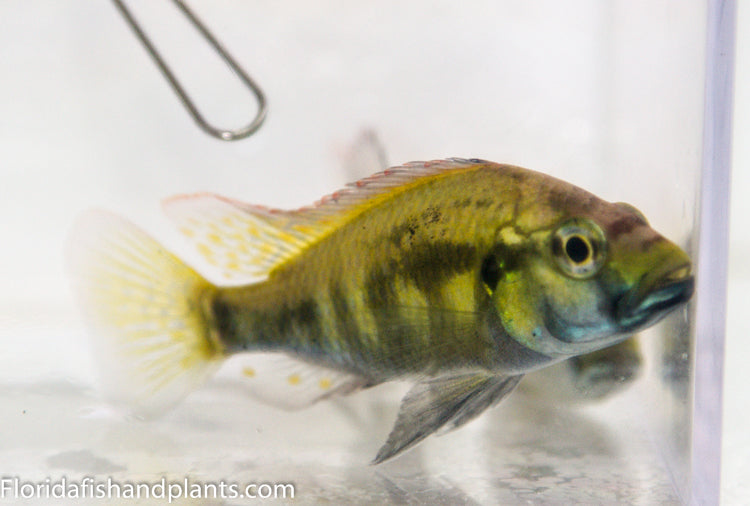 Astatotilapia Calliptera