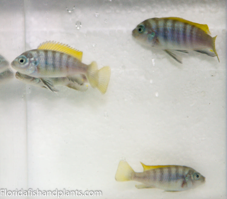 Jalo Reef Afra, Cynotilapia zebroides "Jalo Reef"