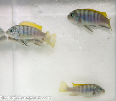 Jalo Reef Afra, Cynotilapia zebroides "Jalo Reef"