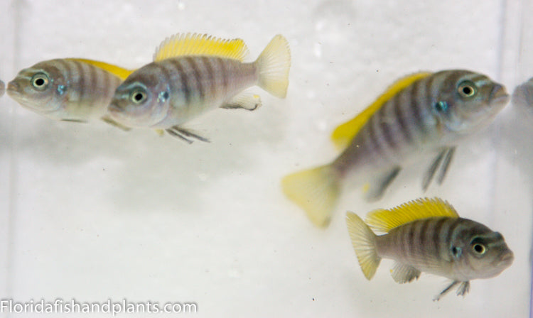 Jalo Reef Afra, Cynotilapia zebroides "Jalo Reef"