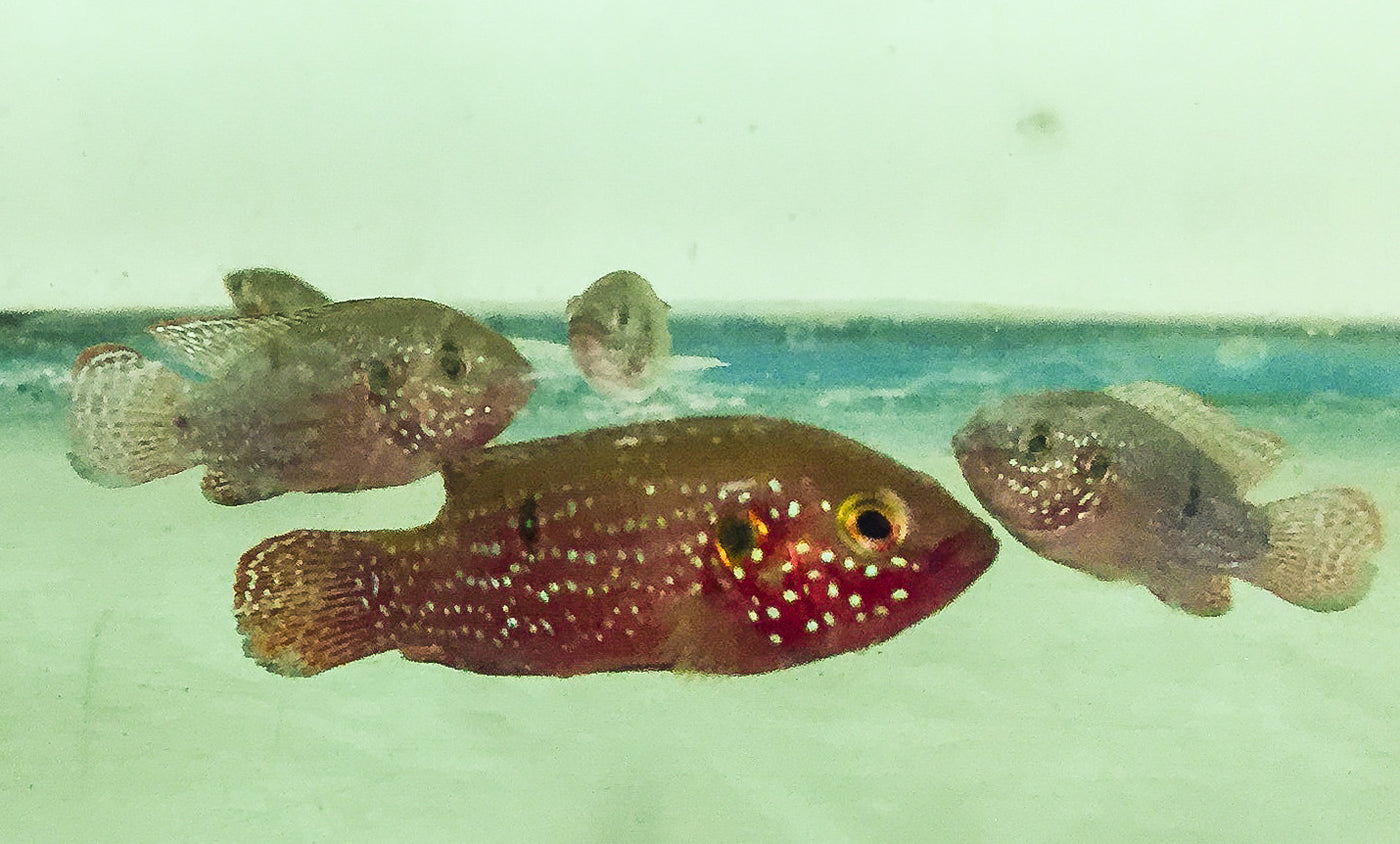 Red Lifalili Jewel, Hemichromis Lifalili