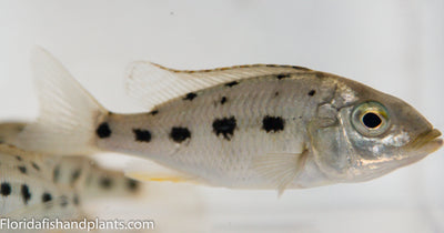 Fossorochromis rostratus