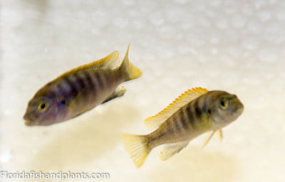 Hongi, Labidochromis Hongi Island