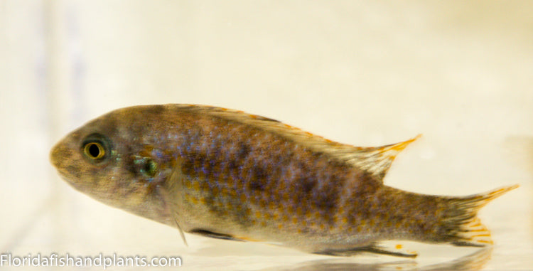 OB Marmalade Cat, Labeotropheus fuelleborni (OB)