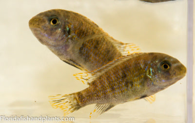 OB Marmalade Cat, Labeotropheus fuelleborni (OB)